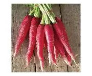 La Ferme de Milly - Anjou - radis ostergruss-BIO-botte