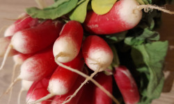 Gourmets de l'Ouest - Radis de Saint Malo - botte de 400g