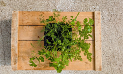 Nature et Saveurs - Ferme Aquaponique et Permacole Astérienne - Aromatiques vivants en mélange - 4 pots