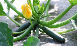 La Boite à Herbes - Courgette 1kg Bio