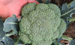 La Ferme de Goas Per - Chou brocoli bio - 500gr