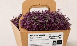 Ma Micropousse culinaire - Micro-pousses de radis poupre Bio 16 barquettes