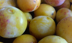 Rébecca les Jolies Fleurs - Mirabelles