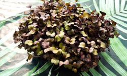Nature et Saveurs - Ferme Aquaponique et Permacole Astérienne - Micropousses de radis rouge coupées - 40g