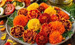 Nature et Saveurs - Ferme Aquaponique et Permacole Astérienne - Tagète Œillet d’Inde Fleurs– éclat et relief en cuisine