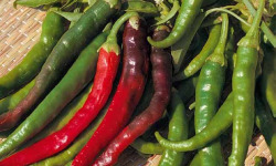 Les Jardins de Mondpa - piment doux