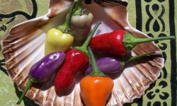 HERBA HUMANA - Piment frais Five Colors 34g