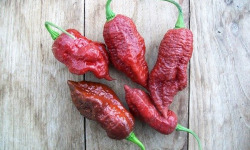 HERBA HUMANA - Piment frais Choco Gost Jami 60g