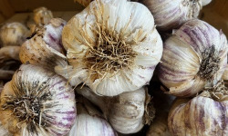 Domaine Reverchon - Ail Violet 2Kg