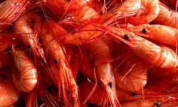 Brest Marée - Crevettes Bouquet cuites- 1kg
