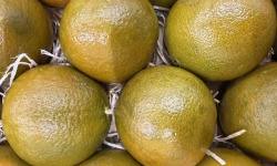 L'OLIVERAIE DU COUDON - ORANGE CHOCOLAT 3KG