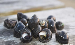 Brest Marée - Bigorneaux Cuits - 1kg