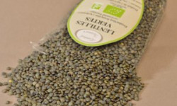 L'Atelier Contal - Paysan Meunier Biscuitier - Lentilles Vertes 5 kg