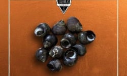Saint Kerber - Cancale - Bigorneaux grimpés - calibre Moyen - barquette de 1 kg