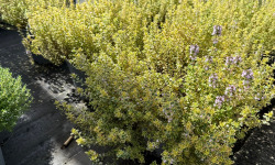 L’Oliveraie du Coudon - THYM CITRON XXL POTS DE 18
