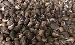 Pêcheur Toni  Micheau - Noisettes De Mer - 500g