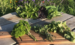 Ferme Sinsac - Panier d’aromates frais