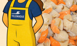 Télémaque "Coquille Baie de Seine" - Noix de st Jacques Baie de Seine