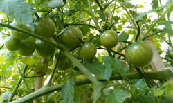 ChâteauFer - Tomate verte