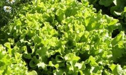 Nature et Saveurs - Ferme Aquaponique et Permacole Astérienne - Laitue multifeuille blonde – Feuillage tendre et croquant