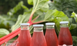 Maison Vermes - Producteurs de Rhubarbes - Lot de 12 bouteilles de Nectar de rhubarbe en 75cl