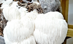 Champinette et Aromates - Hydne hérisson ou Crinière de lion