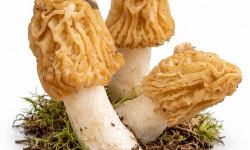 Naturélium - Verpe de Bohême fraiche France 1KG