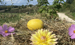 Ferme Sinsac - Courge spaghetti