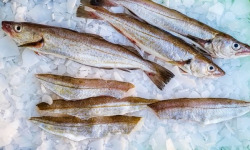 Ocean Frais - Filets de merlan avec peau x4