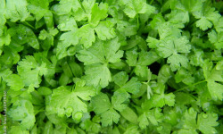 Les Herbes du Roussillon - Persil Plat Frais