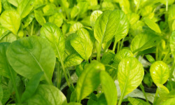 Nature et Saveurs - Ferme Aquaponique et Permacole Astérienne - Jeunes feuilles de tatsoï vert — rondeur et élégance végétale