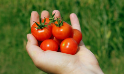 Les Jardins de Mondpa - Tomates cerise black cherry