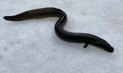 Pêcheur Toni  Micheau - Anguille Jaune Sauvage - Pièce De 1kg - Entière