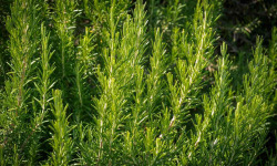 Les Herbes du Roussillon - Romarin Frais