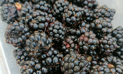 Rébecca les Jolies Fleurs - Mûres