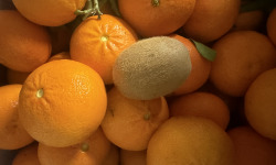 L'OLIVERAIE DU COUDON - MANDARINE TANGO ( HYBRIDE HYBRIDE ORANGE MANDARINE ) grosse fruit sans pepin 6kg500