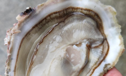 Saint Kerber - Cancale - L'huitre Sauvage de pleine mer N°0 - 12 pièces