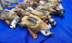 Des Poules et des Vignes à Bourgueil - 4 cuisses de pigeon