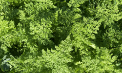 Des Poules et des Vignes à Bourgueil - Jeunes fanes de carottes