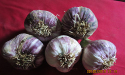 La Ferme De Jérôme - Ail Rose - Ail Violet Nouveau - 500g