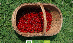 LES JARDINS DE KARINE - Cerise griotte avec noyau et surgelée - 5 kg