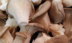 La Carrière du Bienheureux - Champignon Pleurote Grise Spopo Bio - 500g
