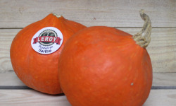 Le Châtaignier - Gros potimarron BIO - 1 Pièce - 1,5 kg et 2 kg