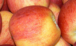 Mon Petit Producteur - Pomme Rubinette Bio - 1kg