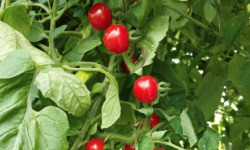 Nature et Saveurs - Ferme Aquaponique et Permacole Astérienne - Plant de tomate CERISE Mychorizé