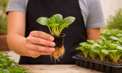 Nature et Saveurs - Ferme Aquaponique et Permacole Astérienne - Semis de pak choï — vigueur et douceur asiatique