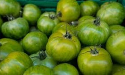 Des Poules et des Vignes à Bourgueil - Tomates vertes
