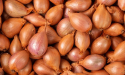 Des Poules et des Vignes à Bourgueil - Échalote