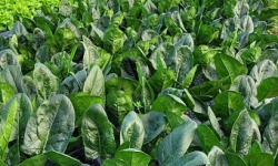 Le Pré de la Rivière - Epinards frais bio