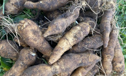 Des Poules et des Vignes à Bourgueil - Heliantis frais
